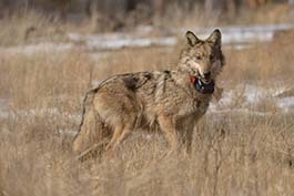 Population of Wild Mexican Wolves Continues to Grow