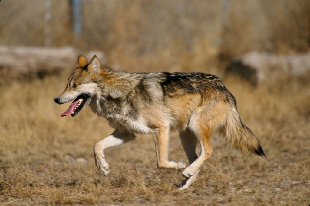 Wild Mexican Wolves
