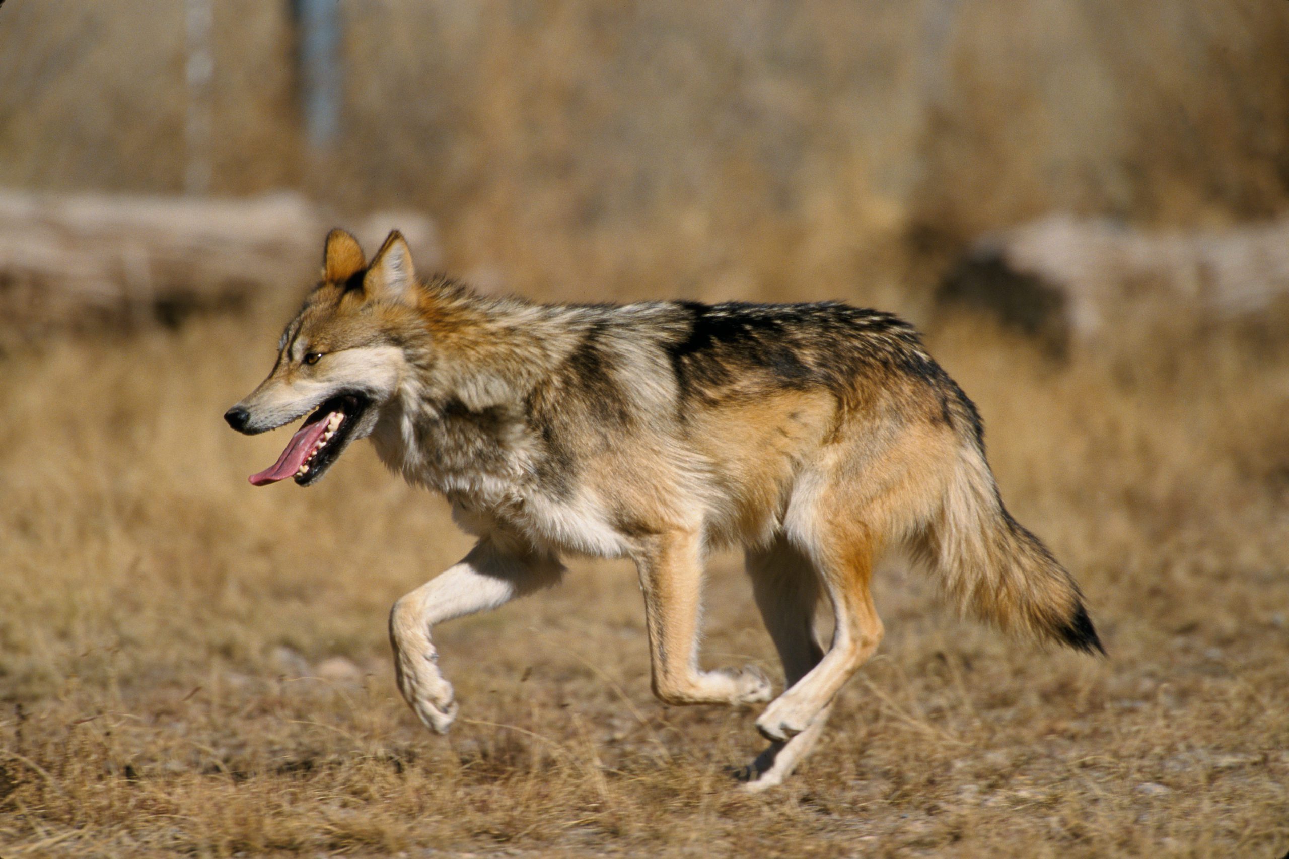 Wild Mexican Wolves