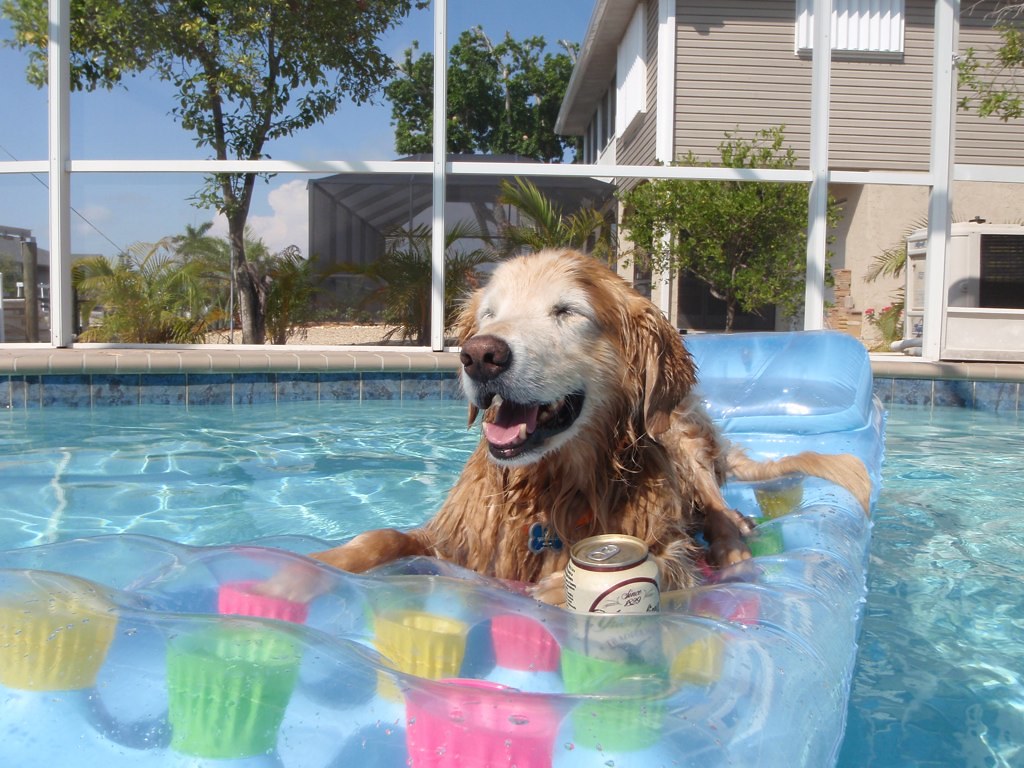 Dog in pool