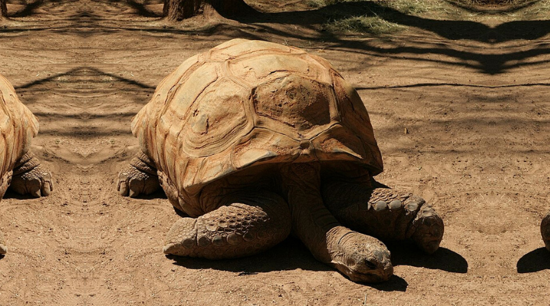 Reid Park Zoo