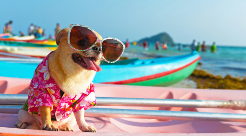 Dog with sunglasses