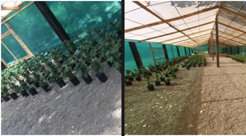 Marijuana Greenhouses in Magdalena