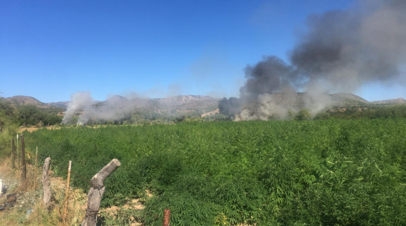 Marijuana Field Incinerated