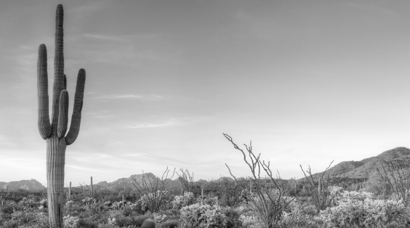 Desert Black and White