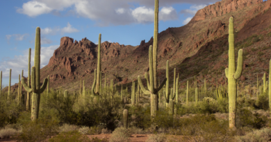 Sahuaro Cacti Vandalized in Tucson, Arizona.