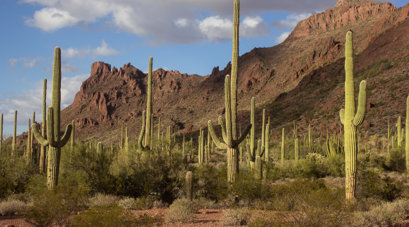 Sahuaro Cacti Vandalized in Tucson, Arizona.