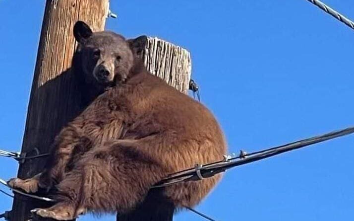brizzly bear douglas arizona