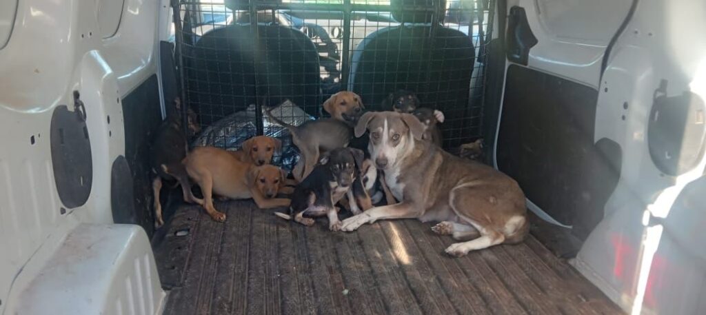 Rescatan a 15 cachorros maltratados que se encontraban en una vivienda en Guaymas, Sonora.