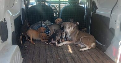 Rescatan a 15 cachorros maltratados que se encontraban en una vivienda en Guaymas, Sonora.