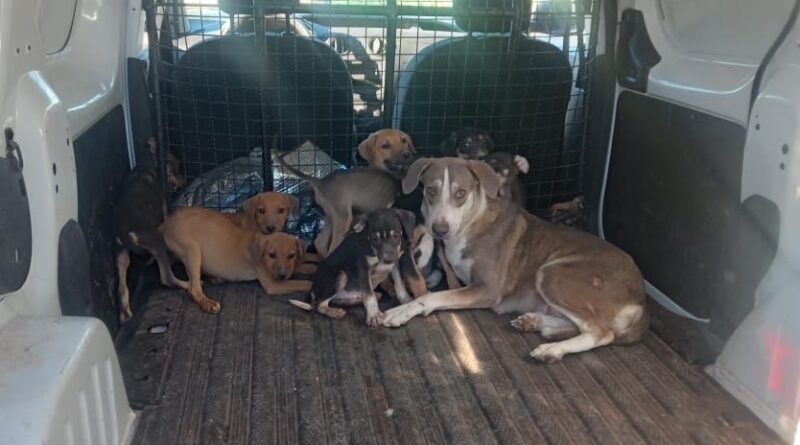 Rescatan a 15 cachorros maltratados que se encontraban en una vivienda en Guaymas, Sonora.