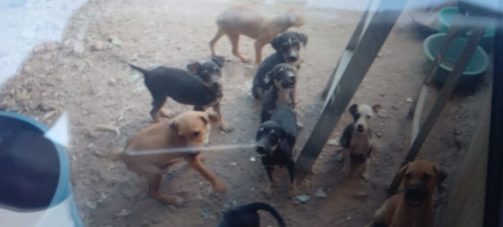 Rescatan a 15 cachorros y una perrita maltratados.
