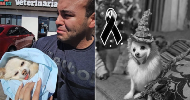 Veterinario en Hermosillo Enfrenta Juicio por Muerte de Perrita Channel.