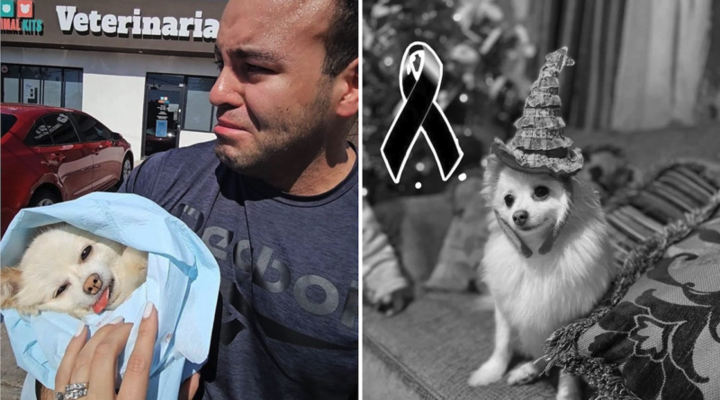 Veterinario en Hermosillo Enfrenta Juicio por Muerte de Perrita Channel.