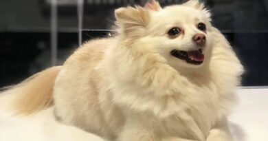Investigan Negligencia en Muerte de Perrita "Channel" en Hermosillo.