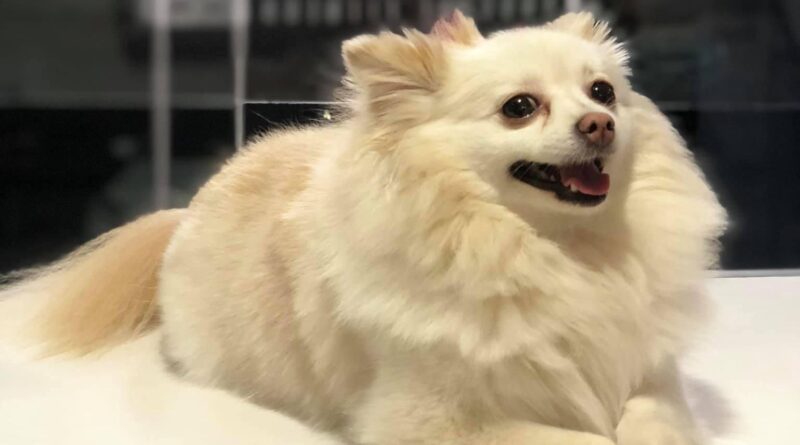 Investigan Negligencia en Muerte de Perrita "Channel" en Hermosillo.