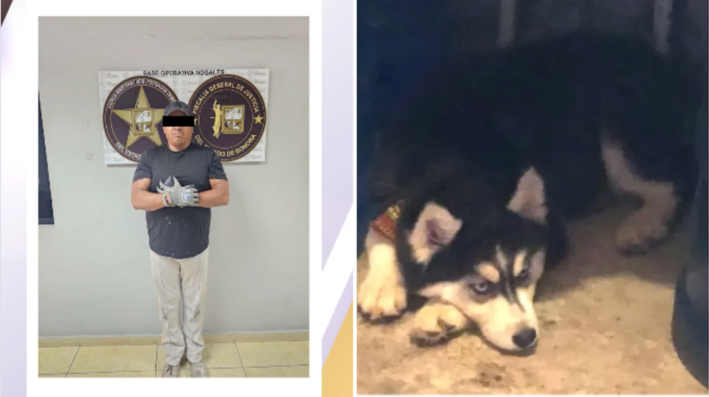 Vecino mata perrita Husky en Nogales; es vinculado a proceso penal