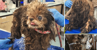 Rescatan 83 perros hacinados en NYC, la dueña había muerto. (📸 ACC NYC).