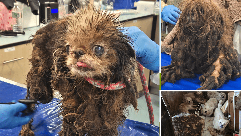 Rescatan 83 perros hacinados en NYC, la dueña había muerto. (📸 ACC NYC).