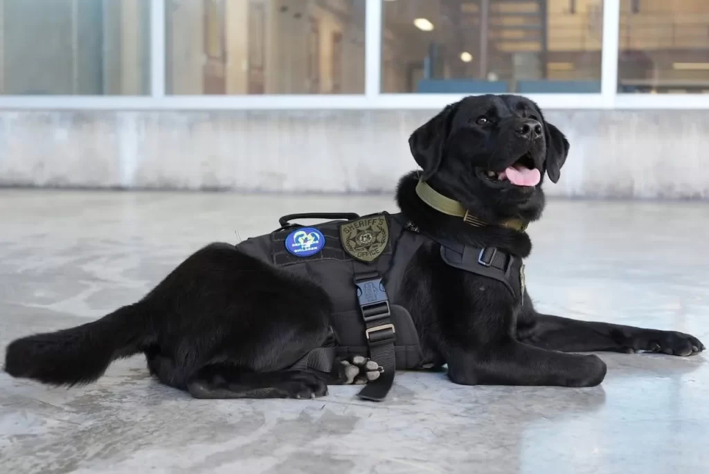 Entrenan en Gwinnett a perro contra tráfico de personas y usan la tecnología ESD. 📸 GSD-The Border Reports