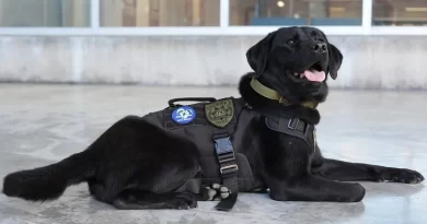 Entrenan en Gwinnett a perro contra tráfico de personas y usan la tecnología ESD. 📸 GSD-The Border Reports