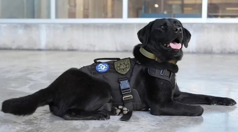 Entrenan en Gwinnett a perro contra tráfico de personas y usan la tecnología ESD. 📸 GSD-The Border Reports