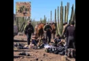 Agentes de la Patrulla Fronteriza en Ajo, Arizona, detienen a grupo de personas vestidas de camuflaje. USBP-The Border Reports